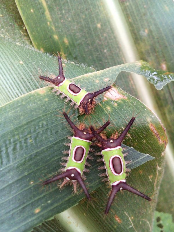 foto:José Juan López Flores - lo hecho en México