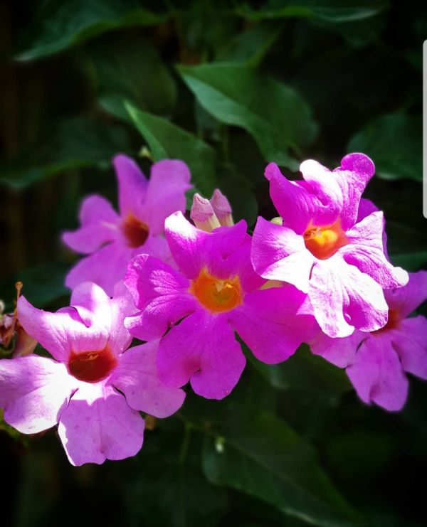 foto:Leoysan  Martínez  Roman - lo hecho en México