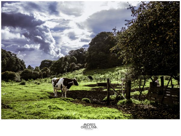 foto:Andres Orellana Silva - lo hecho en México