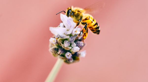 foto:Amaury Salas Mejia - lo hecho en México