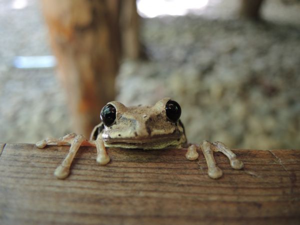 foto:Saul  borja m - lo hecho en México