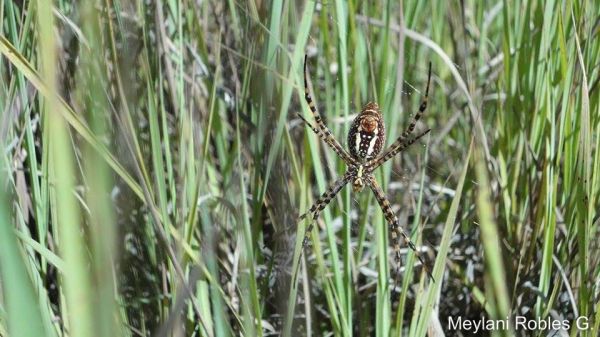 foto:Meylani Robles Gomez - lo hecho en México