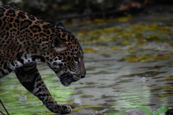 foto:María del Rocío Isabel  Centurión Huicochea - lo hecho en México