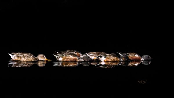 foto:JESUS PABLO GIL ZAMBRANO - lo hecho en México