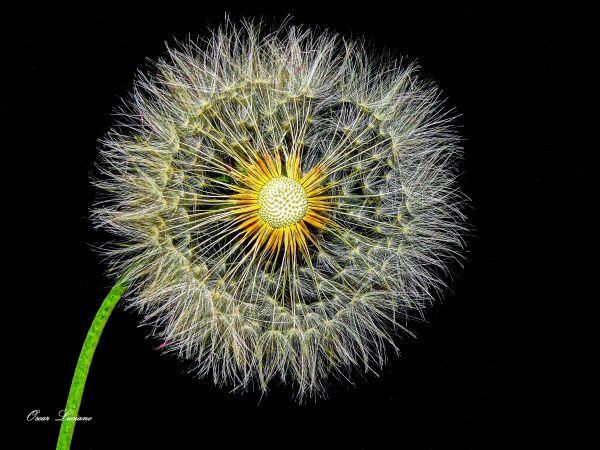 foto:OSCAR LUCIANO PEREZ  RODRIGUEZ - lo hecho en México