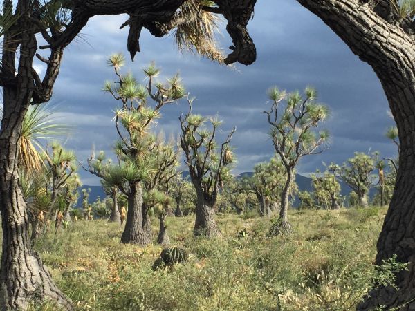 foto:Javier  Carrillo  Martínez  - lo hecho en México