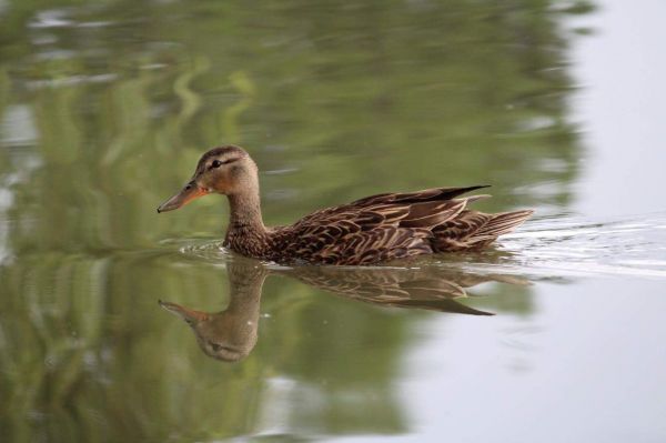 foto:Saulo Franco Oros Magno - lo hecho en México