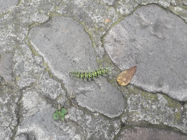 foto:Paulina Valdez Rodríguez  - lo hecho en México