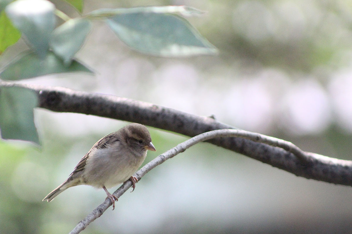 foto:Juan jose Ricapa Cervantes - lo hecho en México