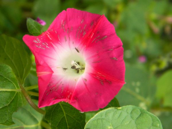 foto:Alejandro Guerrero  Trejo - lo hecho en México