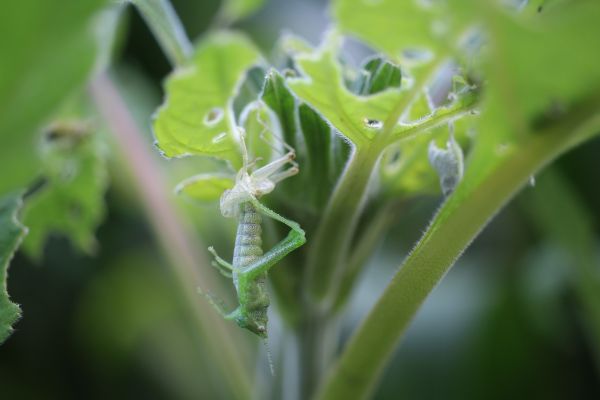 foto:JOSE CARLOS RODRIGUEZ RODRIGUEZ - lo hecho en México