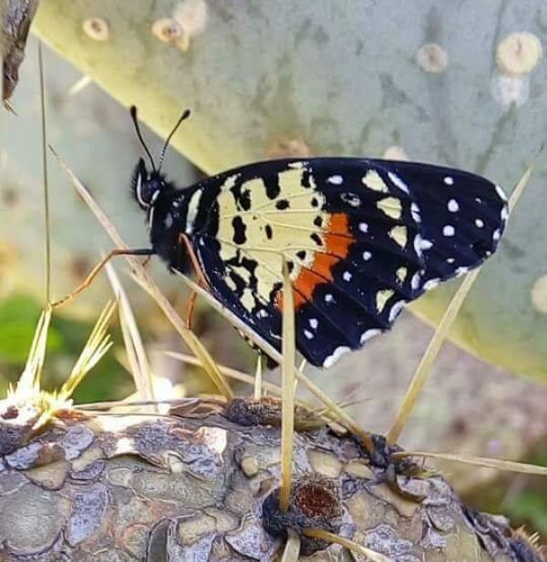 foto:Diana Patricia Martinez Baez - lo hecho en México
