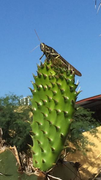 foto:Edgar Antonio Muñoz García  - lo hecho en México
