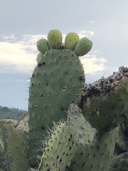 foto:Virginia  González  Bretón  - lo hecho en México