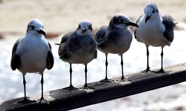 foto:Rubi   Arcelia  Segura Salazar - lo hecho en México