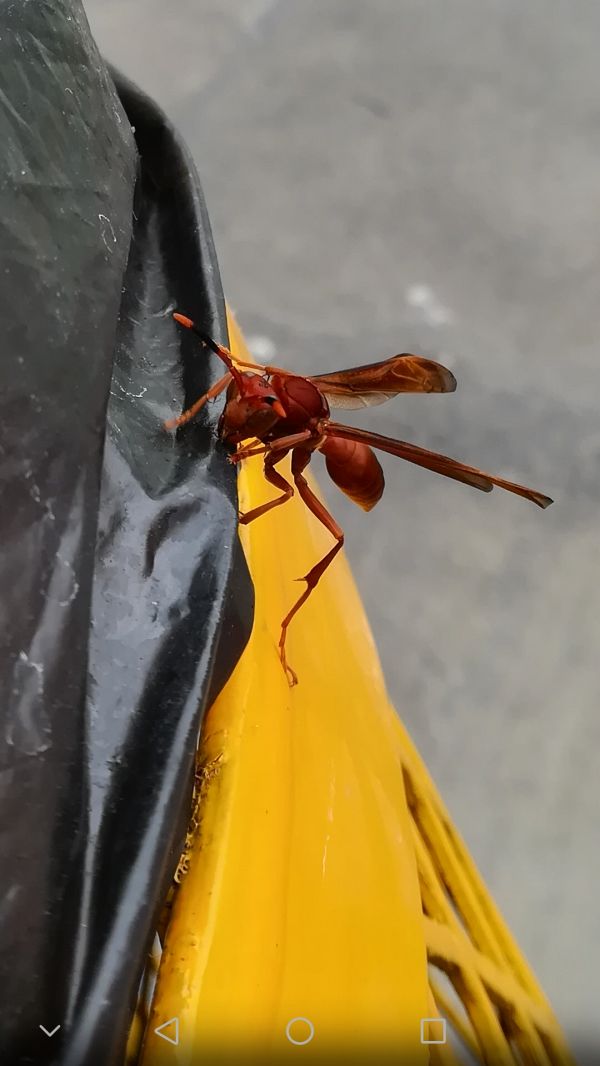 foto:Jorge Daniel Sánchez Ortiz - lo hecho en México