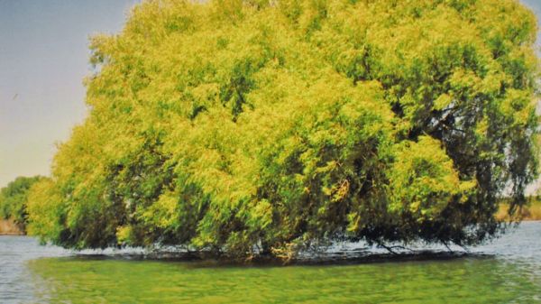 foto:Jorge Jaime Gurza Torre - lo hecho en México