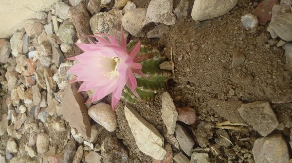 foto:jose alberto aguayo placita - lo hecho en México