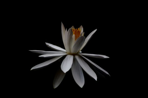 foto:Gerardo Orvañanos Rodriguez - lo hecho en México