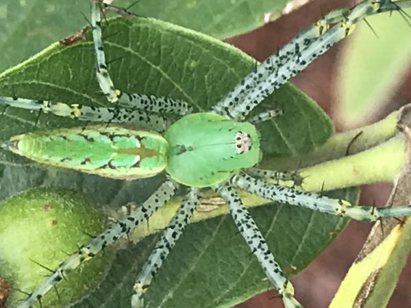 foto:Itzchel Avendaño Cruz - lo hecho en México