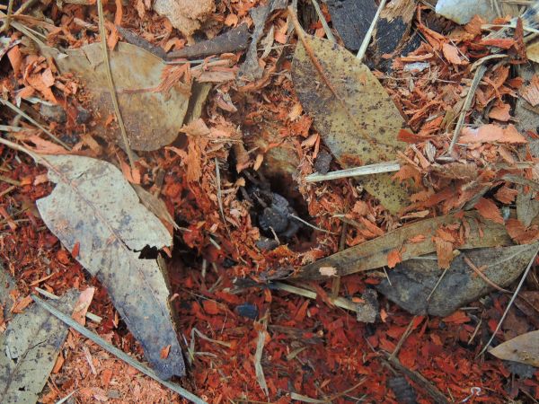 foto:Aldo Suarez De La Torre - lo hecho en México