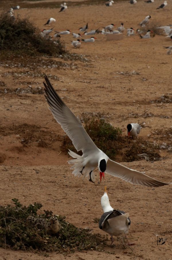 foto:Aldair Morales  Garcia - lo hecho en México