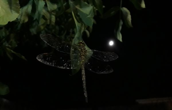 foto:Miguel Hernandez Briano - lo hecho en México