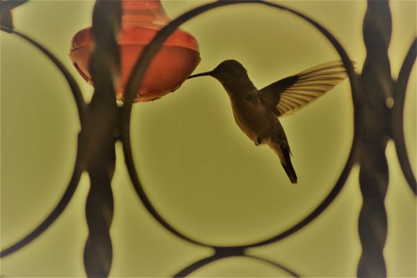 foto:MIGUEL ZEMPOALTECA SANTACRUZ - lo hecho en México