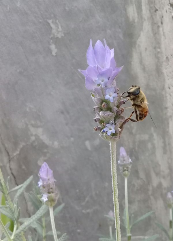 foto:Nadia Lucio Almanza - lo hecho en México