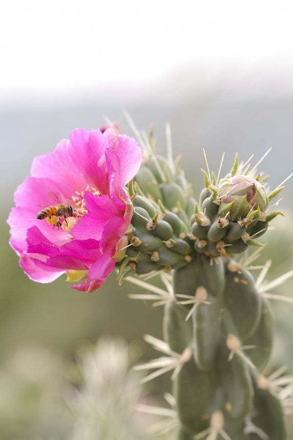 foto:Eder Angeles Hernandez  - lo hecho en México