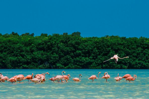foto:Luis Javier Diaz Flores - lo hecho en México
