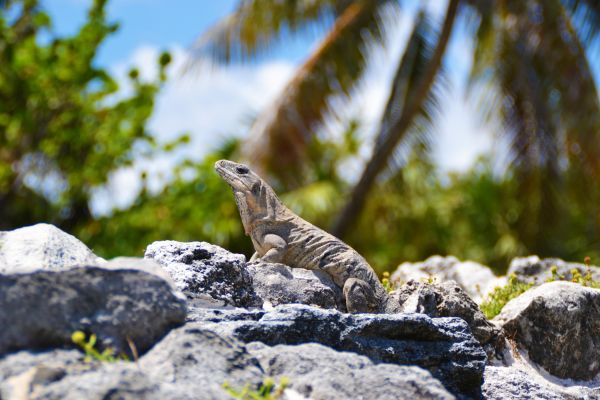 foto:Nicolas Condouret   - lo hecho en México