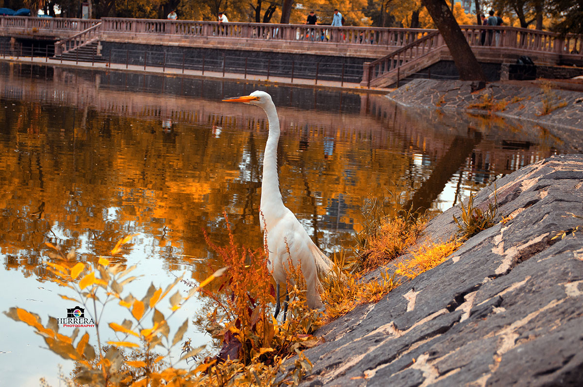 foto:Mario Alexis Moreno Herrera - lo hecho en México