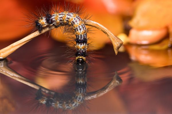 foto:Jose Juan Morales Garcia - lo hecho en México
