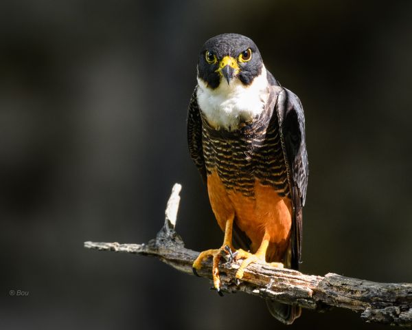 foto:Juan Bou Riquer - lo hecho en México