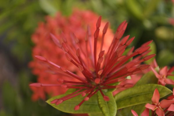 foto:Fabiola Villeda Domínguez - lo hecho en México