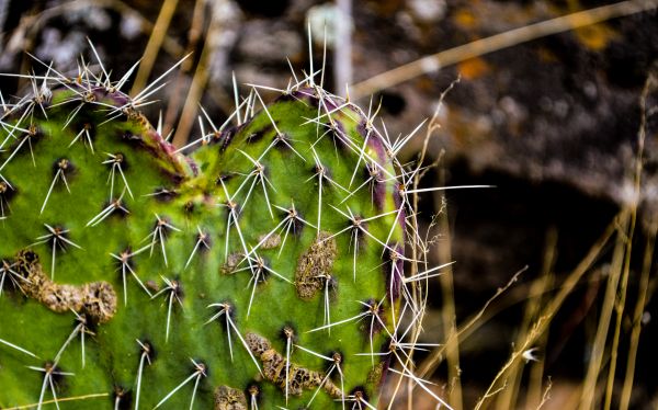 foto:Jesus Eduardo Campos Lopez - lo hecho en México