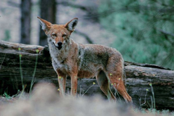 foto:Luis Enrique Morales López - lo hecho en México