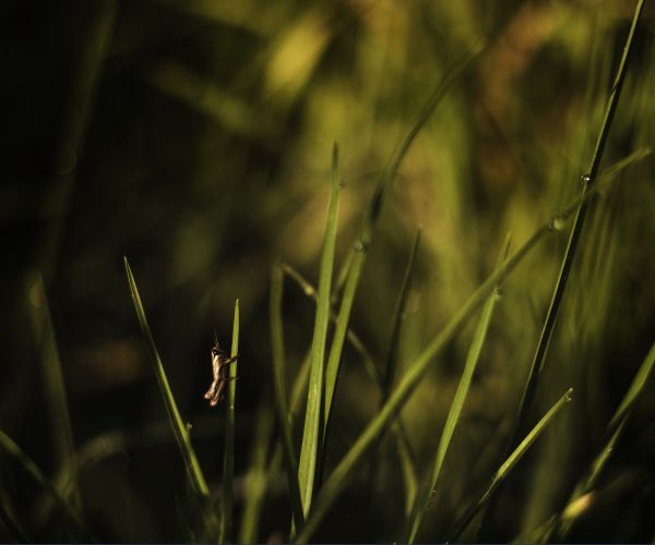 foto:Carlos Eduardo Alvarez Rodriguez - lo hecho en México