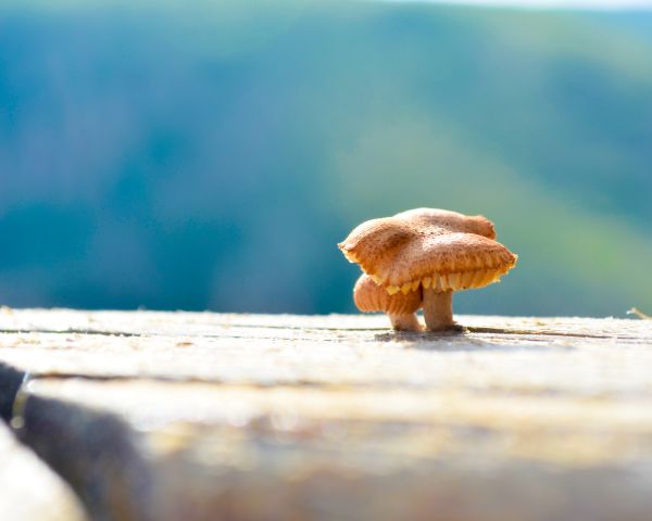 foto:Carmen Castañeda Aviña - lo hecho en México