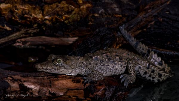foto:Francisco Rafael García Gómez - lo hecho en México