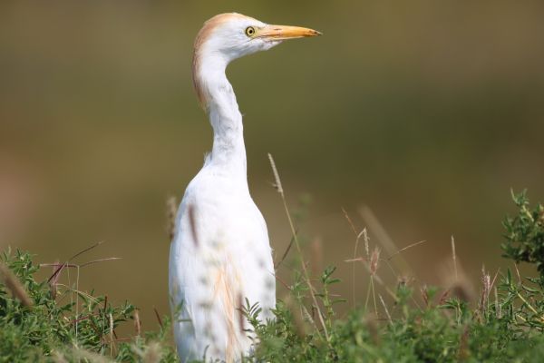 foto:Jesús Eduardo Solares Hernández - lo hecho en México
