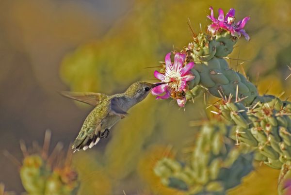 foto:Irma Elena  Castro Lara - lo hecho en México