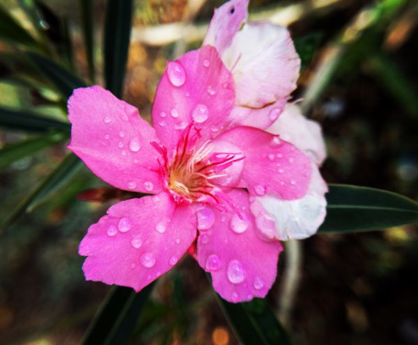 foto:Salvador Angel Rueda Santos - lo hecho en México