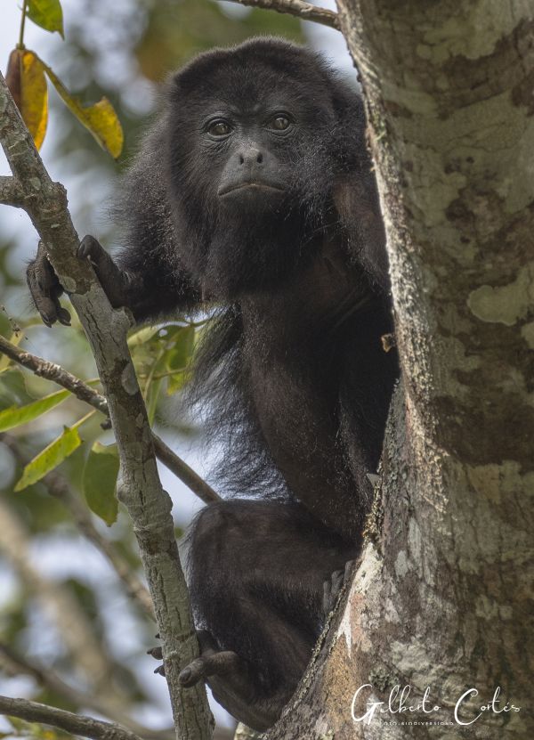 foto:Gilberto Raúl Cortés Rodríguez - lo hecho en México
