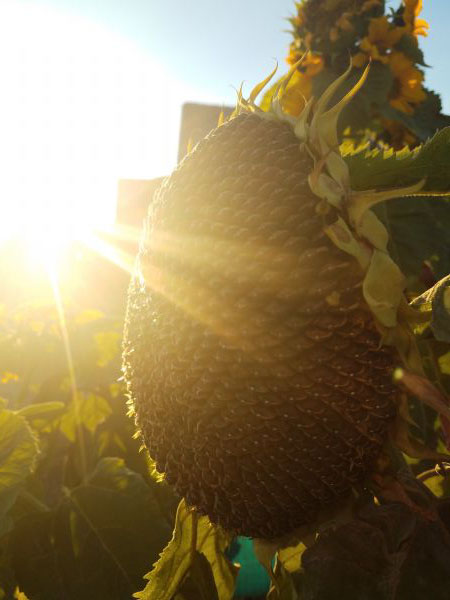 foto:Jose Miguel  Plascencia Martínez  - lo hecho en México