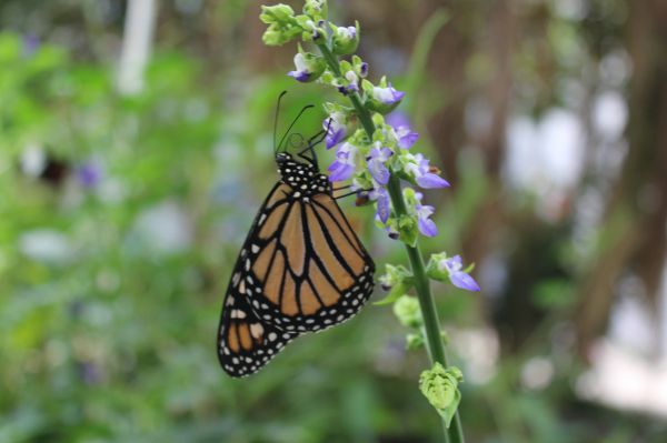 foto:Nohemi Mendoza López - lo hecho en México