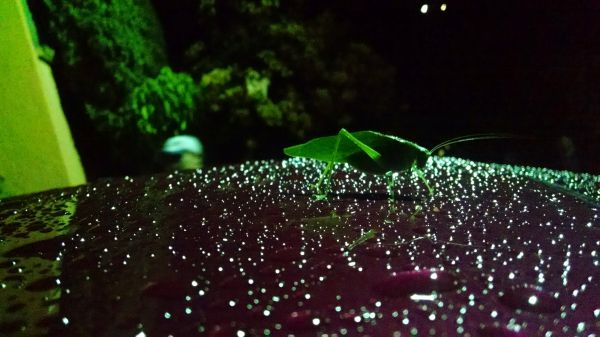 foto:Mabel Mendoza Martínez - lo hecho en México