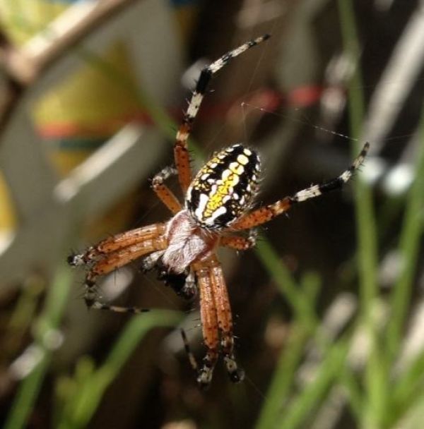 foto:Geraldine Martin Alvarez - lo hecho en México