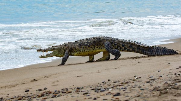 foto:LUIS AUGUSTO STEVENS SIERRA - lo hecho en México